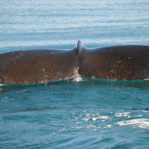 Meet your Posher, Lowgunn - Picture 1 of 1